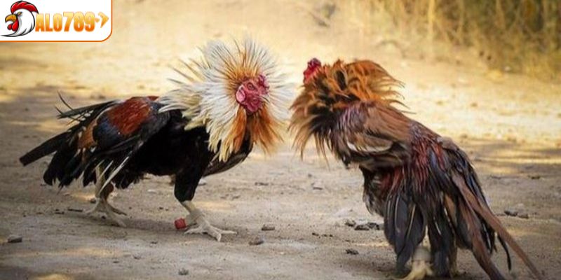 Thông tin tổng quát về đá gà CPC1