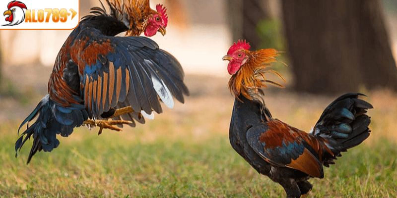 Tổng hợp yếu tố ảnh hưởng đến việc coi ngày đá gà chính xác