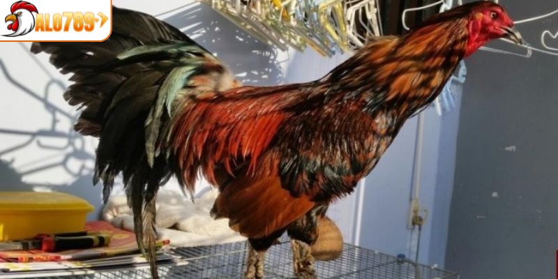 Những điều lưu ý khi nuôi gà vảy rồng hiệu quả tại ALO789